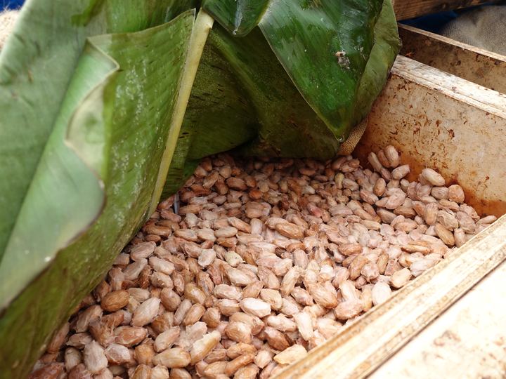 Cacao seeds fermenting in a wooden box lined with banana leaves