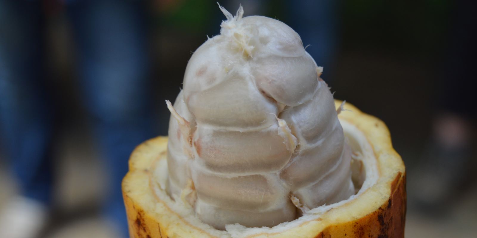 An open cacao pod showing white pulp-covered beans