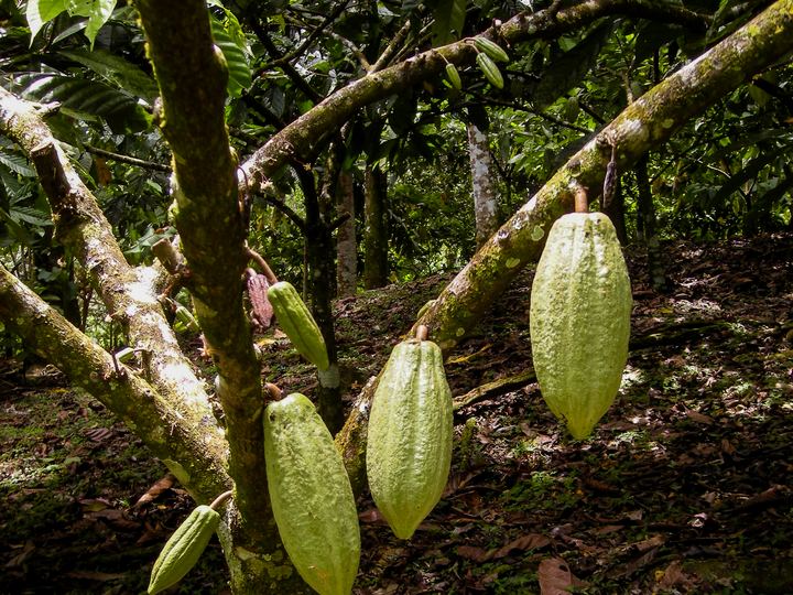 Green cacao pods hanging from the trunk and branches of a cacao tree