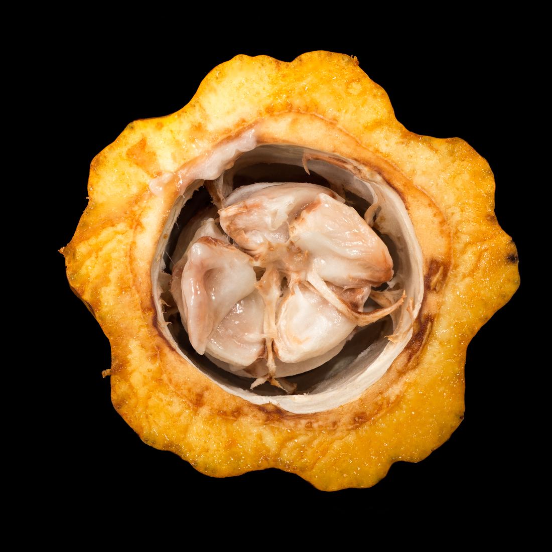 An opened cacao pod showing seeds wrapped in white pulp