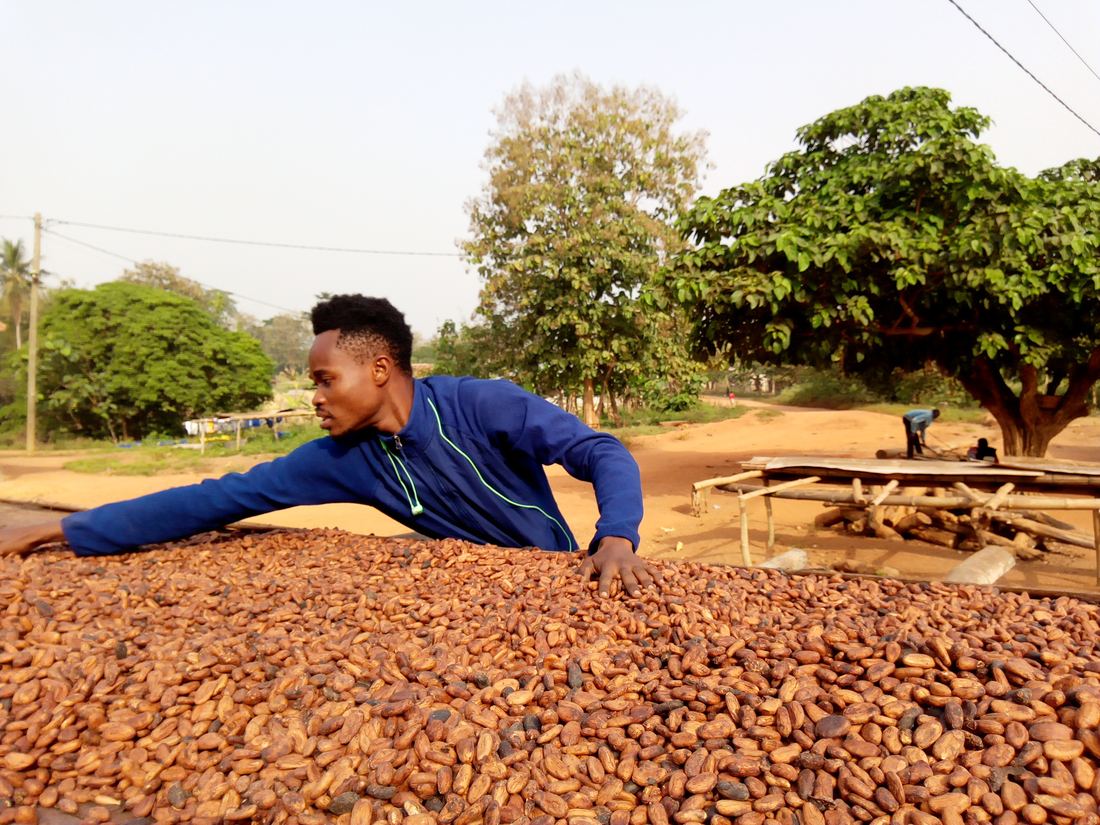 A young man spreading cocoa beans on a drying table in Ghana